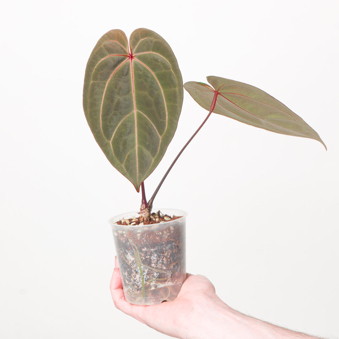 Anthurium BVIT x RC 9cm #3 Plants GrowTropicals