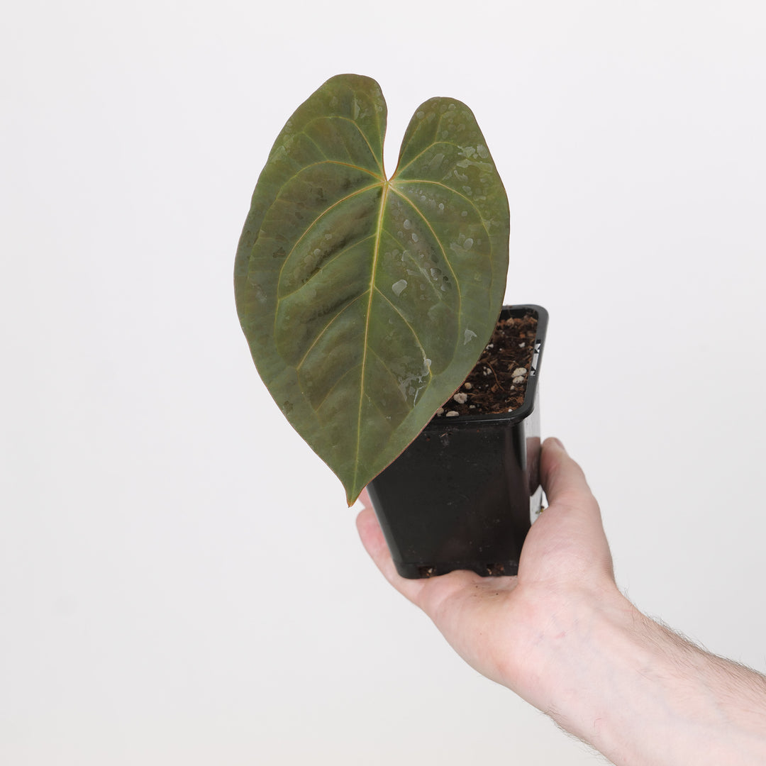 Anthurium BVIT xSelf 12cm Plants GrowTropicals