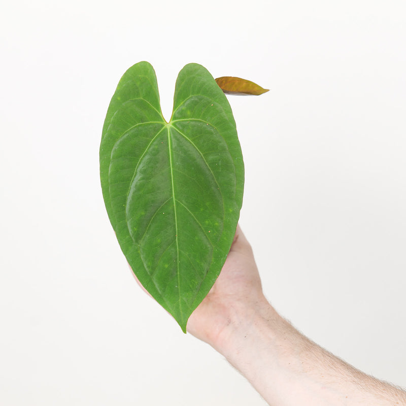Anthurium BVIT xSelf Plants GrowTropicals