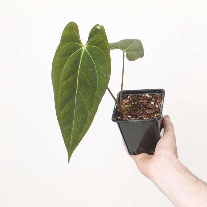 Anthurium BVIT xSelf Plants GrowTropicals