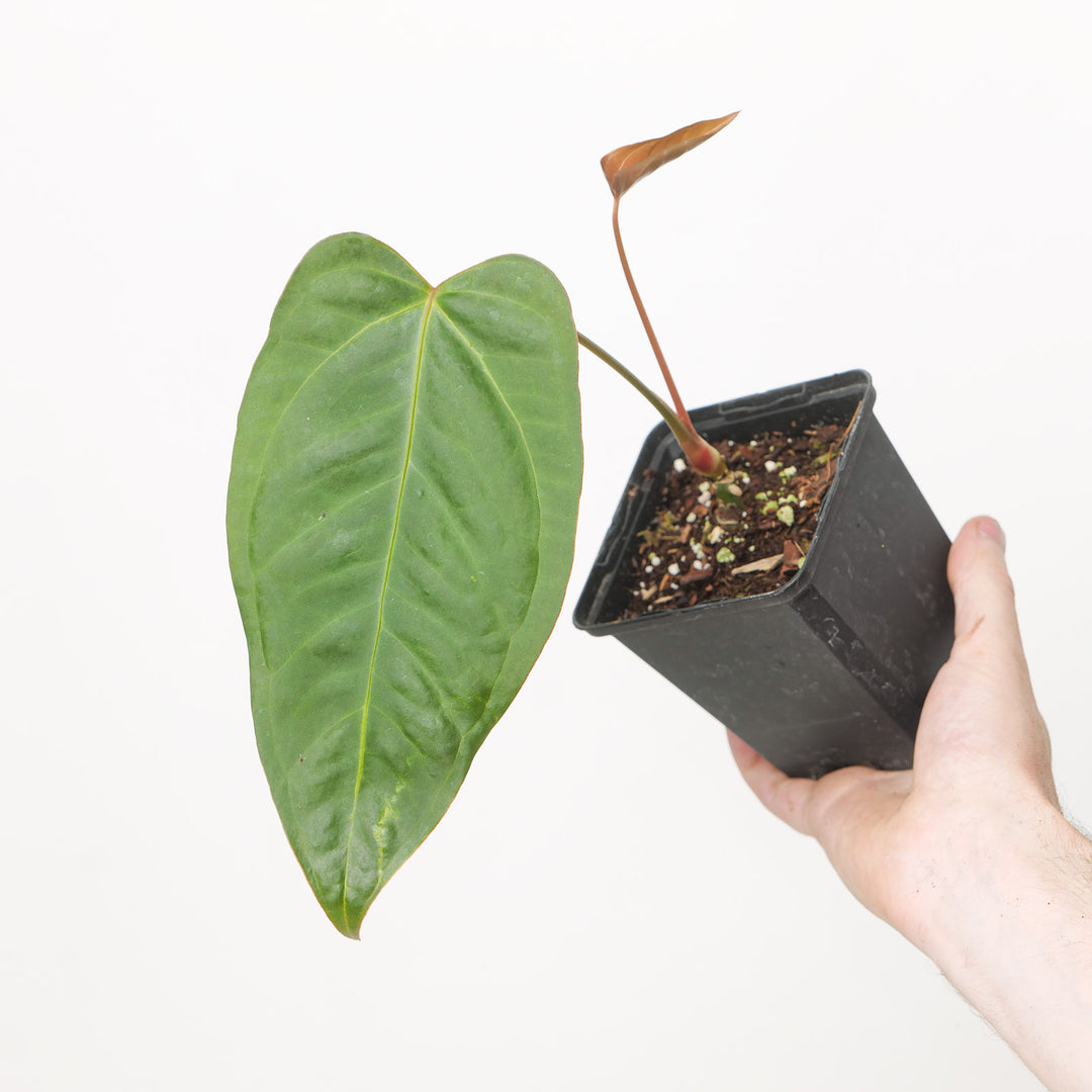 Anthurium BVIT xSelf Plants GrowTropicals