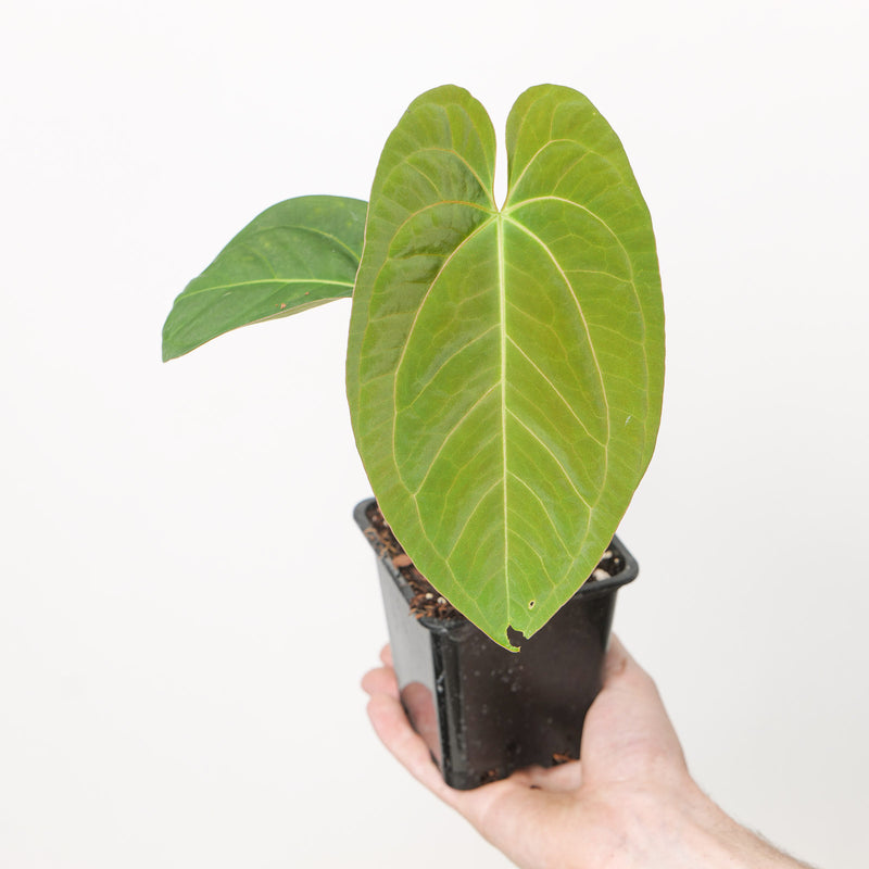 Anthurium BVIT xSelf Plants GrowTropicals