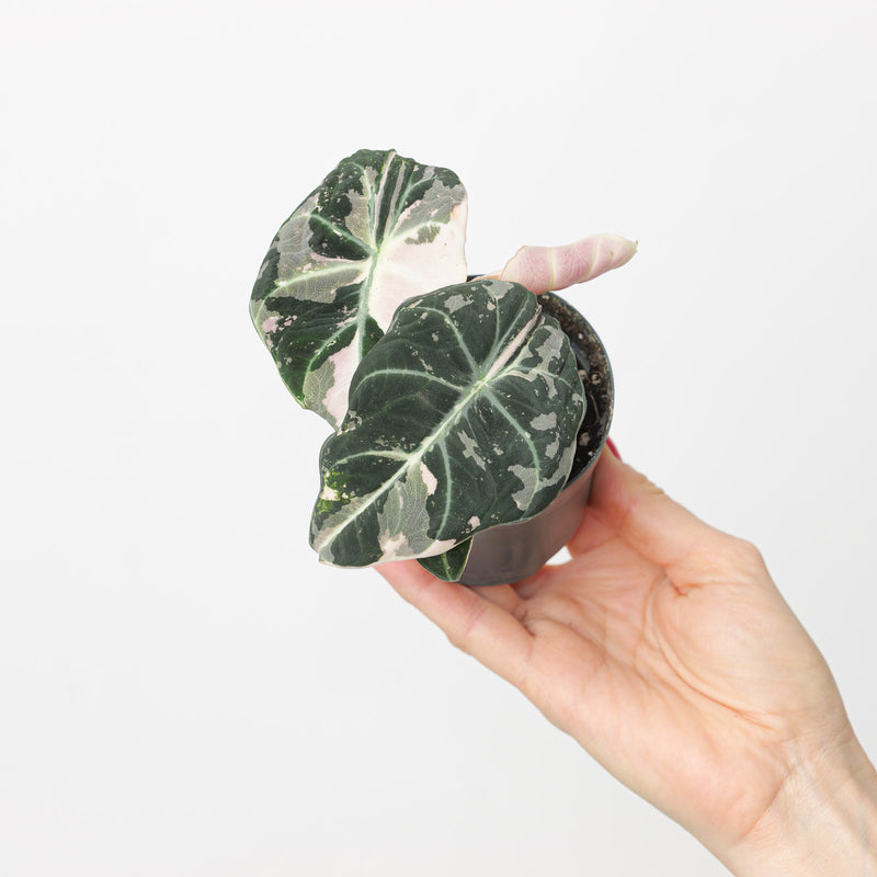 Alocasia 'Black Velvet' Variegated 8.5cm Plants GrowTropicals