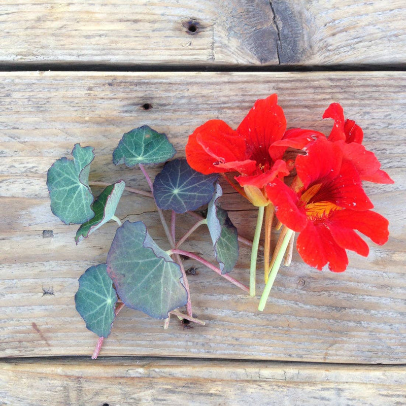 Nasturtium 'Blue Pepe' Seeds — Default Title