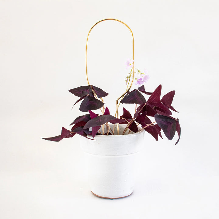 Mini Plant Stake - Hoop - Gold Plant Support Botanopia