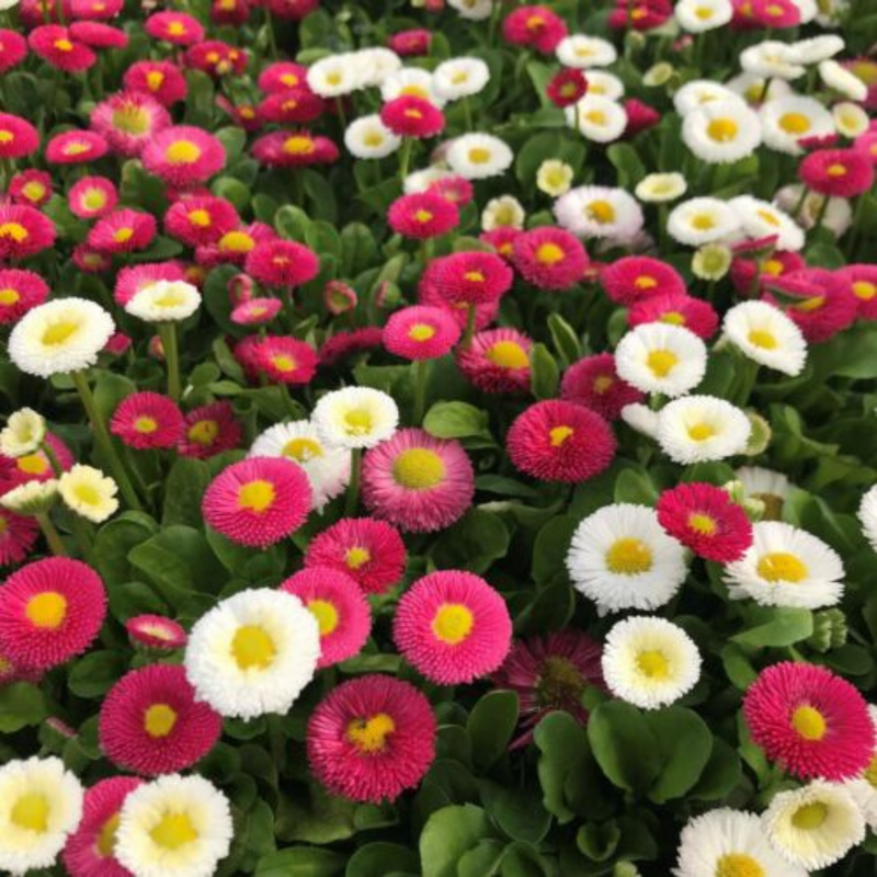 English Daisy 'Pomponette Mix' Seeds — Default Title
