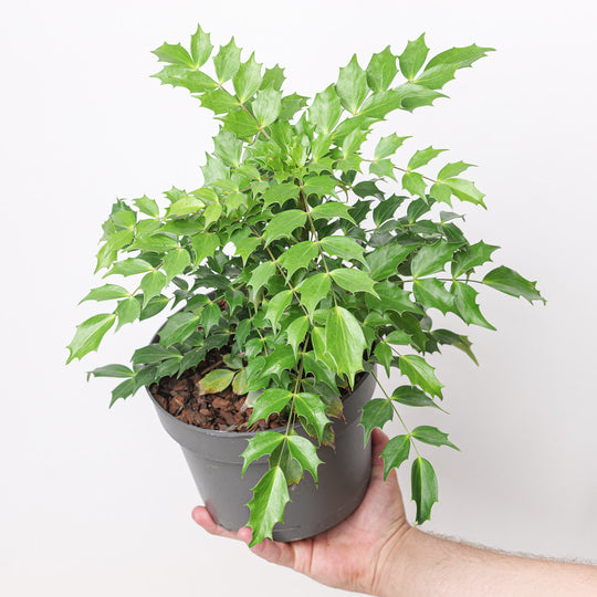 Mahonia nitens 'Cabaret' Plants - Outdoor GROW TROPICALS