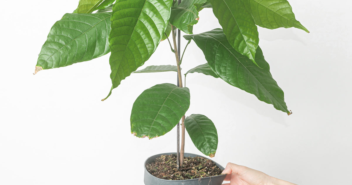 Theobroma cacao | Cacao Tree | Plants