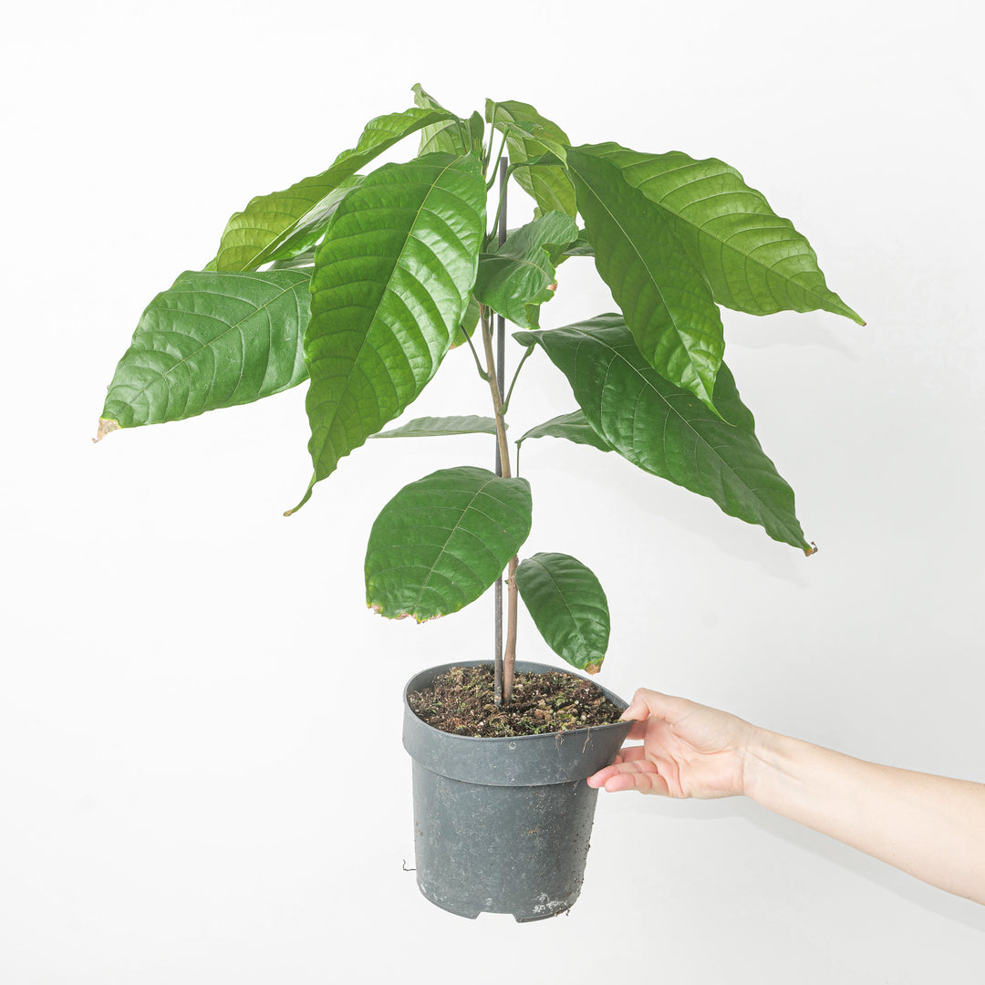 cacao plant indoors Theobroma cacao | Cacao Tree | Plants