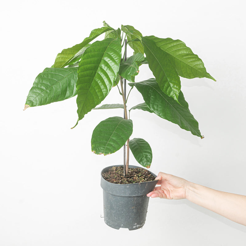 Theobroma cacao | Cacao Tree Plants GrowTropicals
