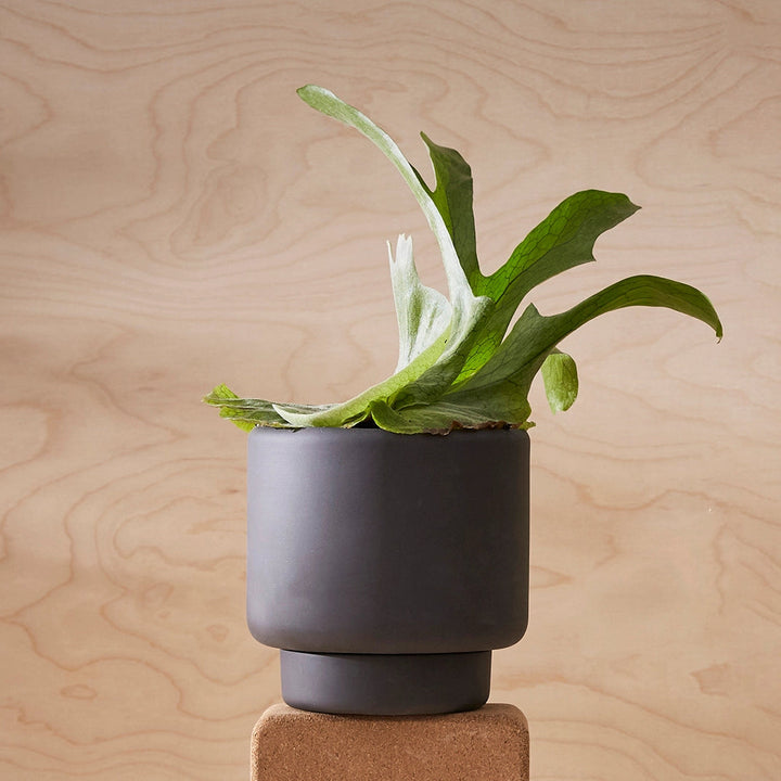 Aaron Probyn Botany Pot Medium - Graphite Black Pots & Planters Aaron Probyn