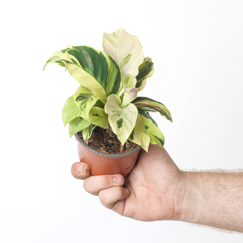 Calathea Yellow Fusion Plants GrowTropicals