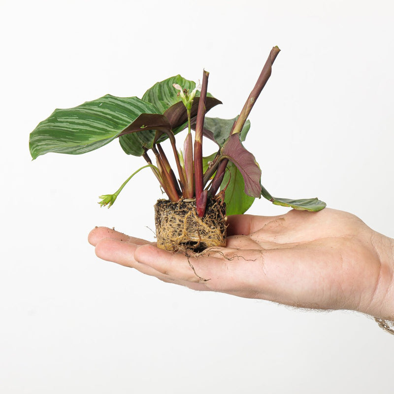 Calathea fucata Plants GrowTropicals