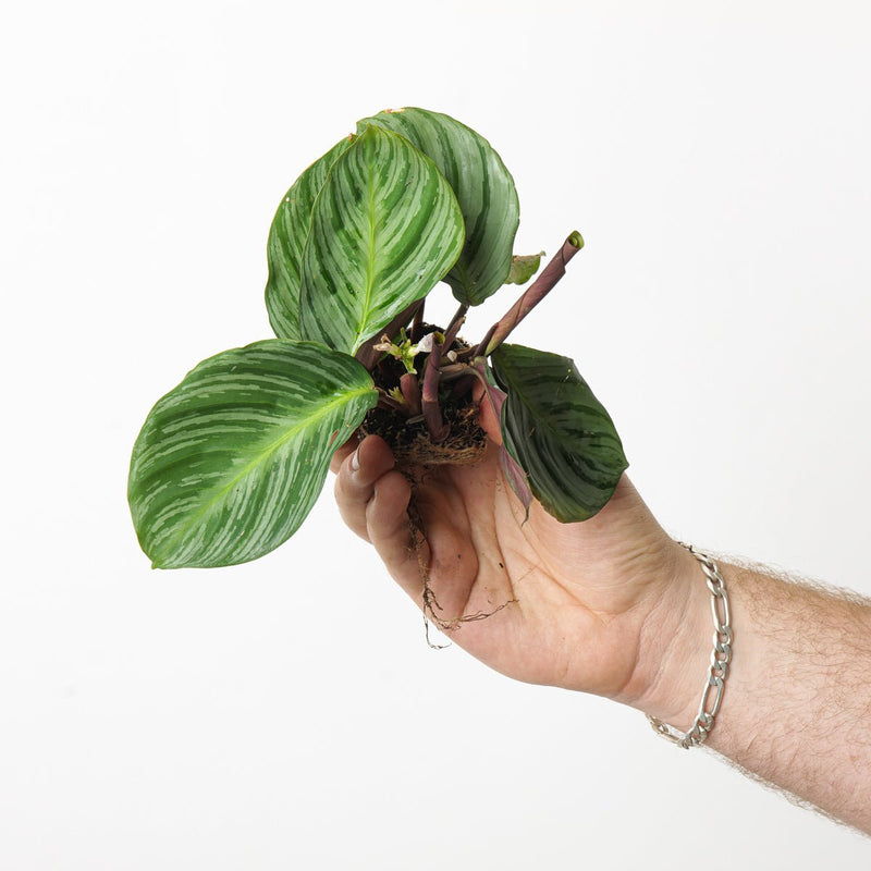 Calathea fucata — Plug Plant