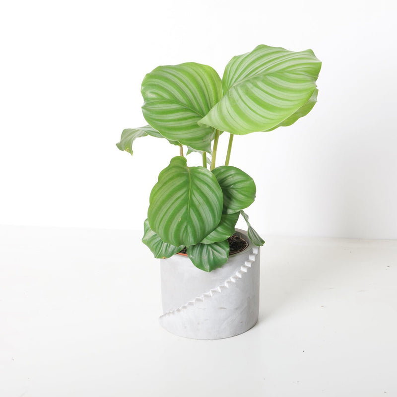 Calathea Bundle Plant Bundle GrowTropicals