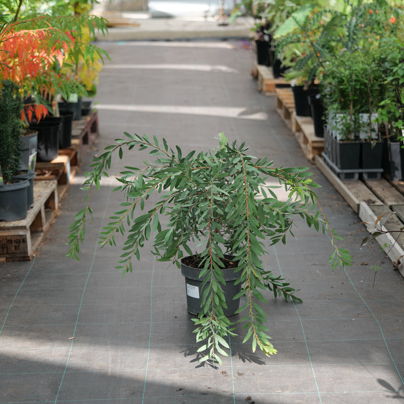 Callistemon pallidus 'Bianco' 23cm / 5L Plants - Outdoor GROW TROPICALS