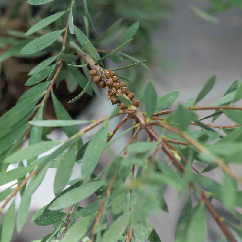 Callistemon pallidus 'Bianco' Plants - Outdoor GROW TROPICALS