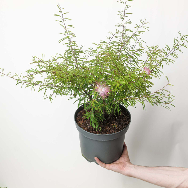 Calliandra surinamensis — 23cm / 5L