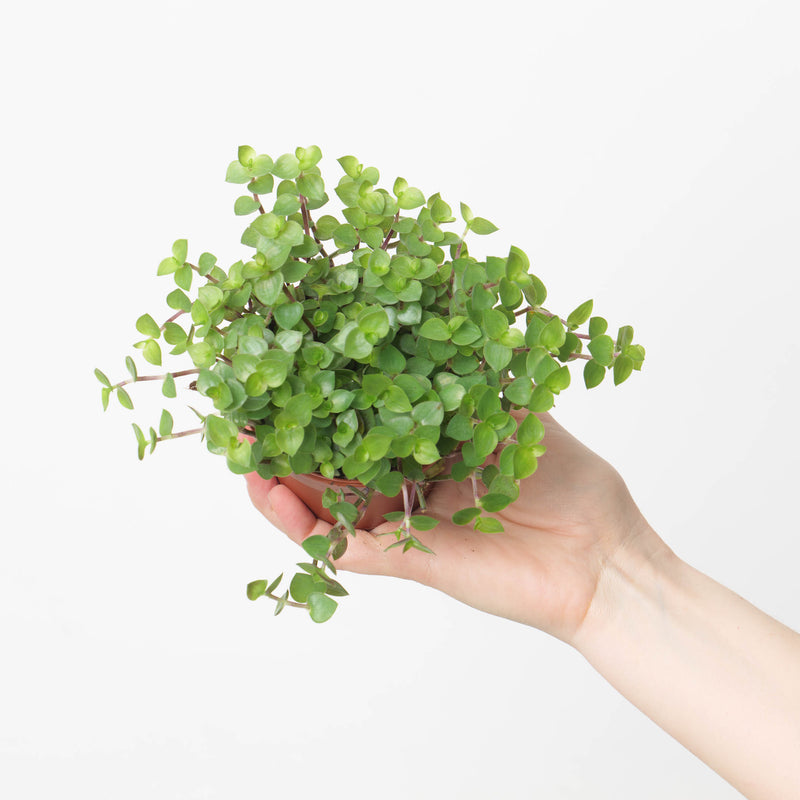 Callisia Repens 'Turtle' | Creeping Inch Plant Plants GrowTropicals