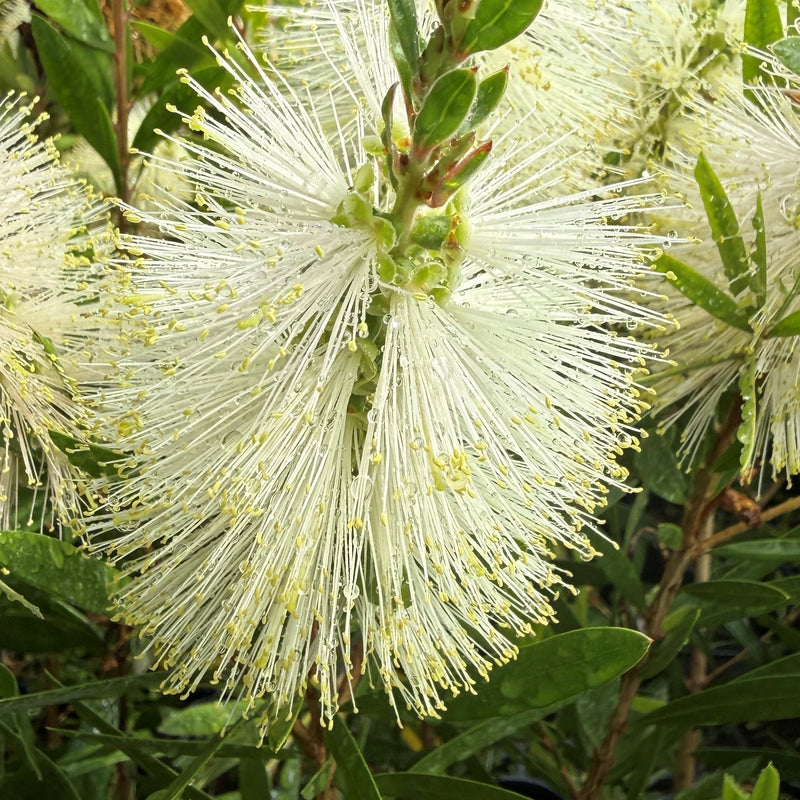Callistemon pallidus 'Bianco' Plants - Outdoor GROW TROPICALS