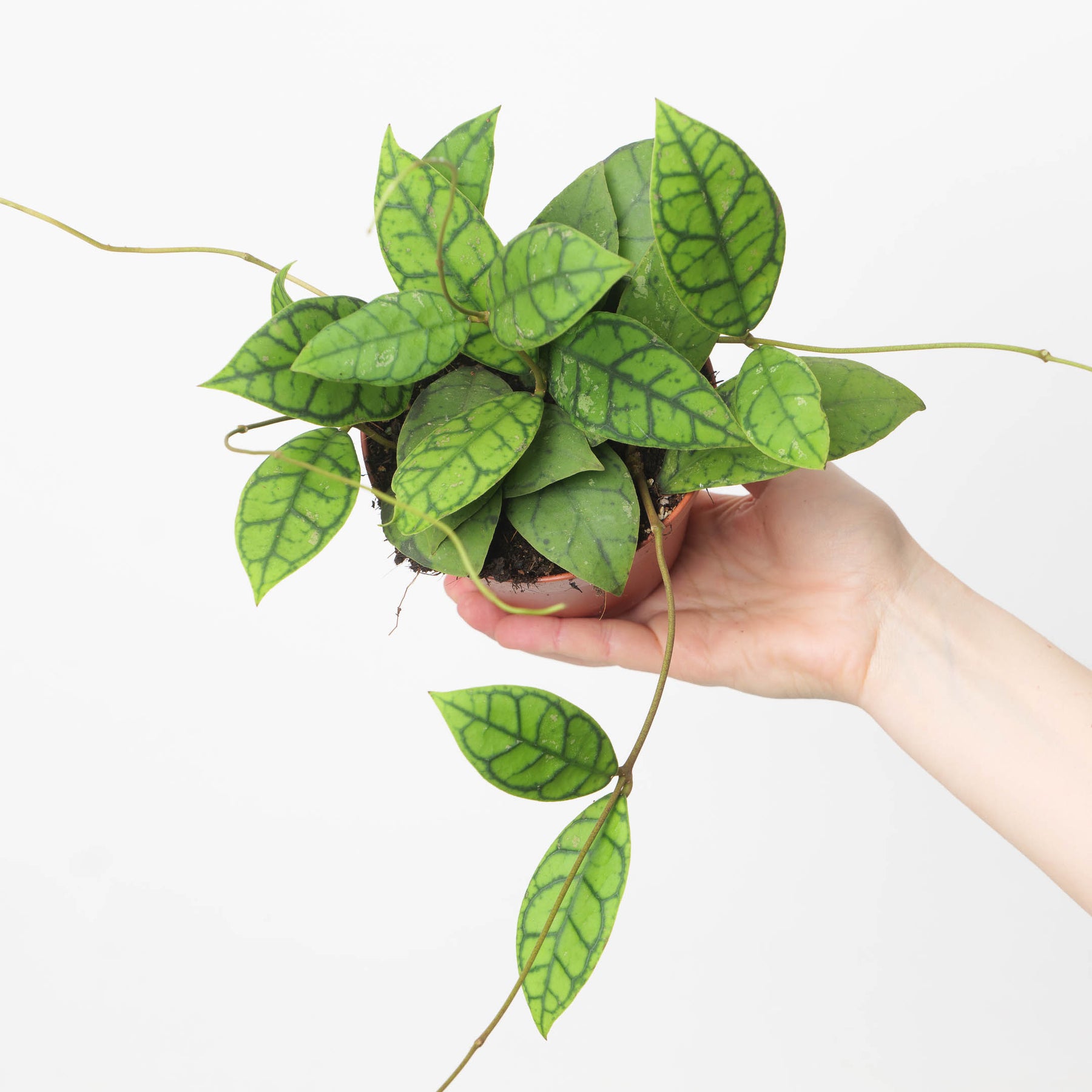 Hoya Callistophylla