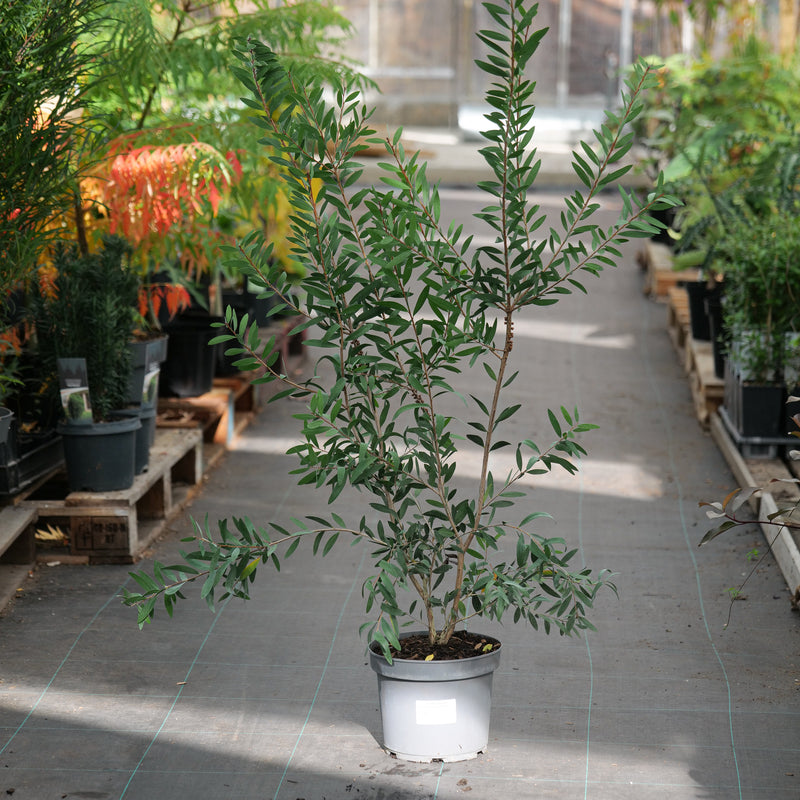 Callistemon citrinus violaceus 23cm / 5L Plants - Outdoor GROW TROPICALS