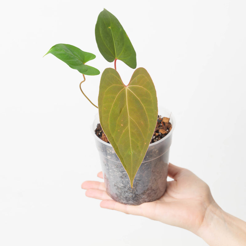 Anthurium 'Carmesin' — 12cm / 1
