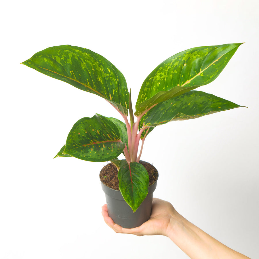 Aglaonema Camo Rubina Plants GrowTropicals