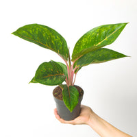Aglaonema Camo Rubina