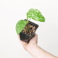 Aglaonema sp. 'Camo'
