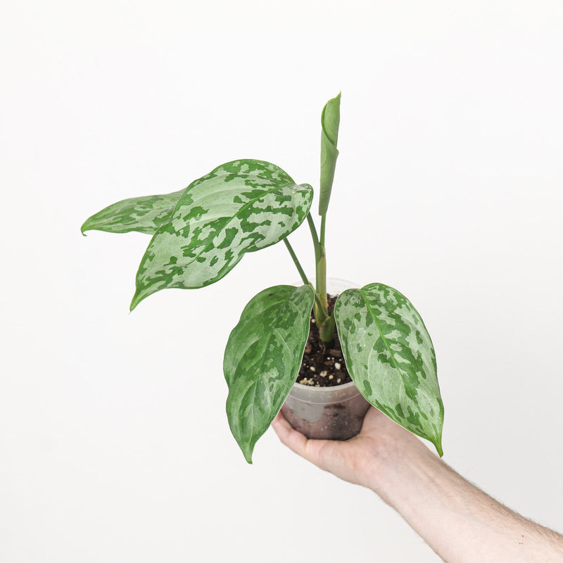 Aglaonema sp. 'Camo' — 9cm