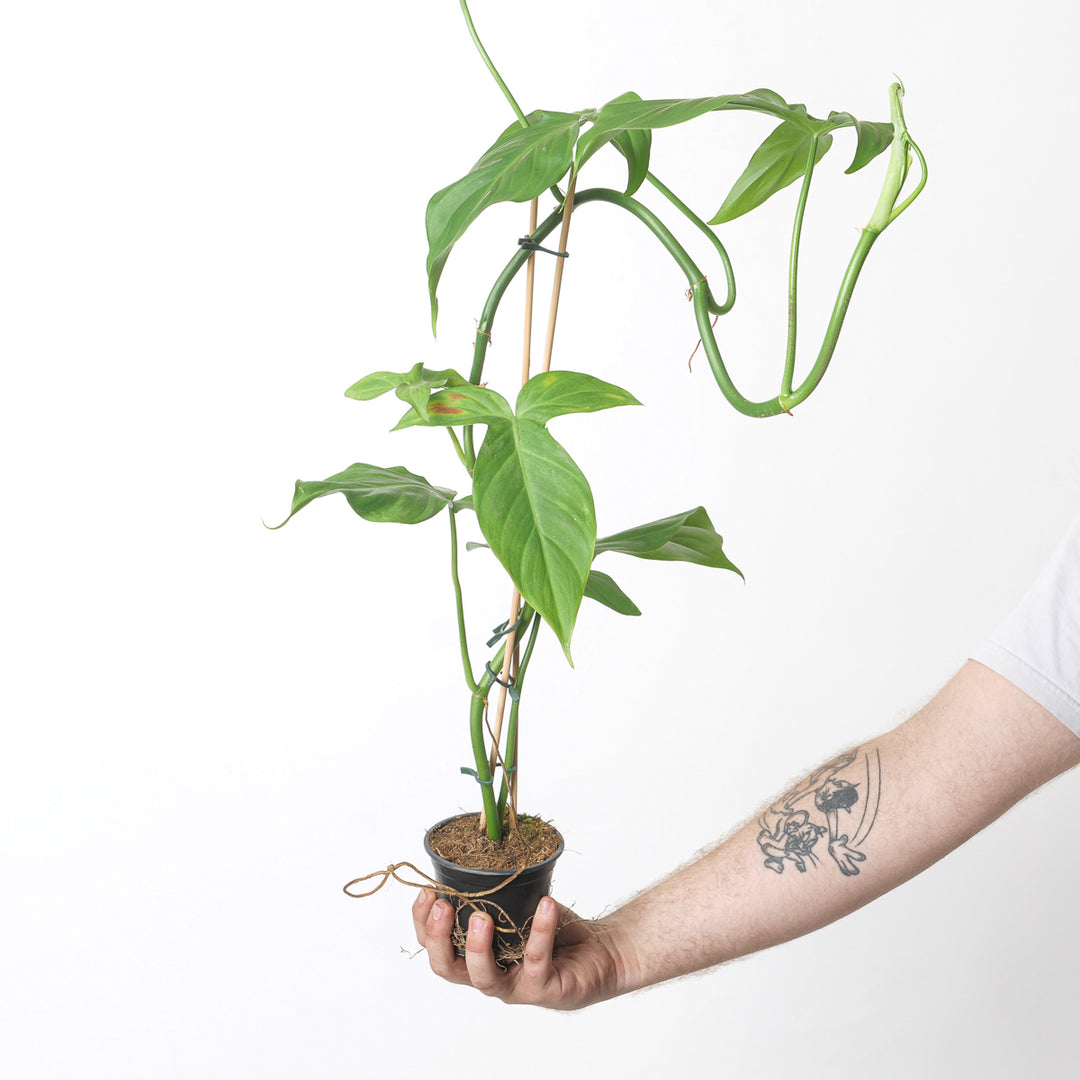 philodendron camposportoanum price Philodendron camposportoanum | Plants