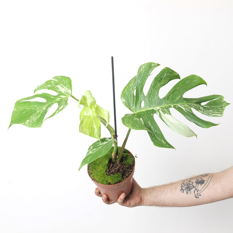 Imperfect Monstera deliciosa Albo Variegata Plants GrowTropicals