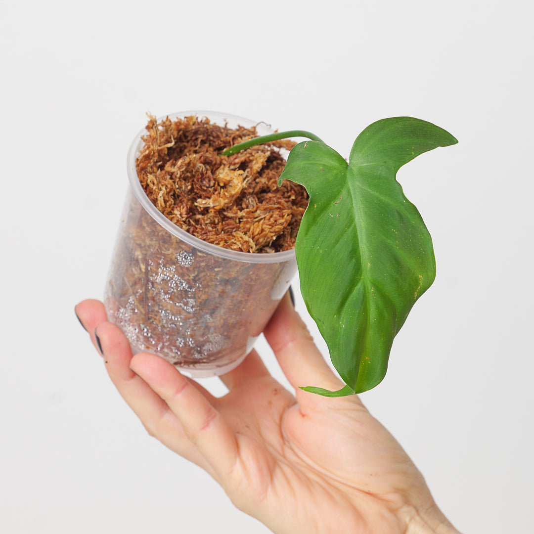 philodendron camp Philodendron camposportoanum | Plants