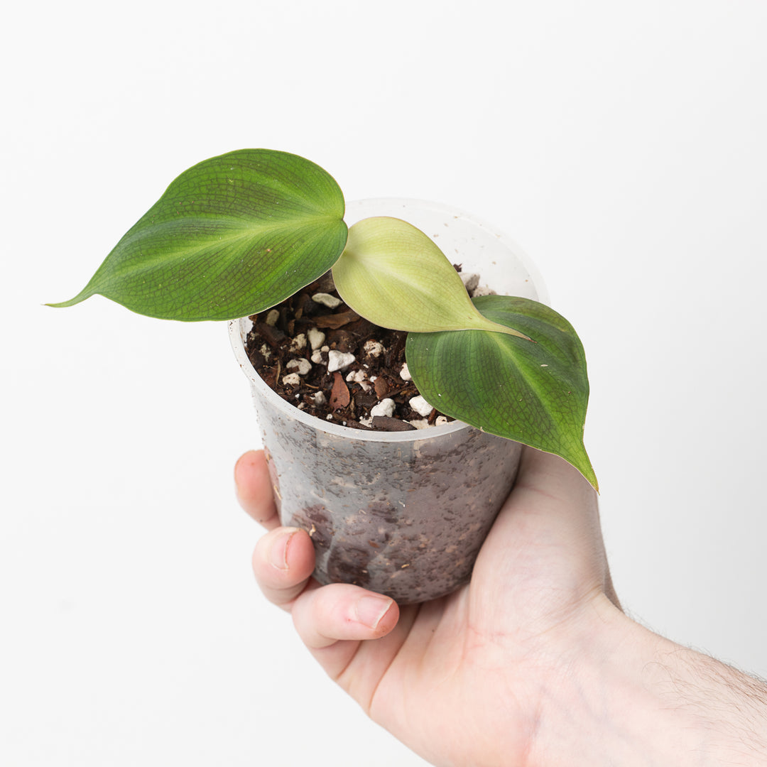 philodendron camposportoanum price Philodendron camposportoanum | Plants