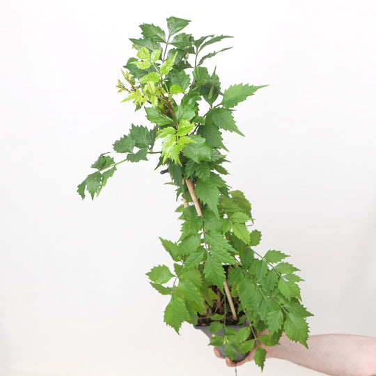 Campsis radicans Plants - Outdoor GROW TROPICALS