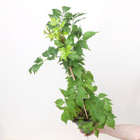 Campsis radicans