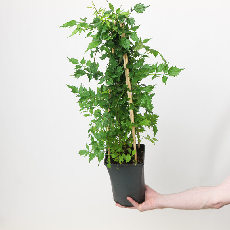 Campsis x tagliabuana 'Madame Galen' Plants - Outdoor GROW TROPICALS