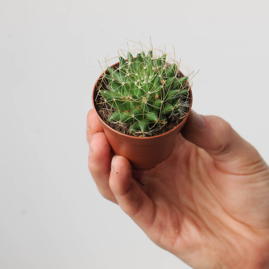 Mammillaria camptotricha - GROW TROPICALS