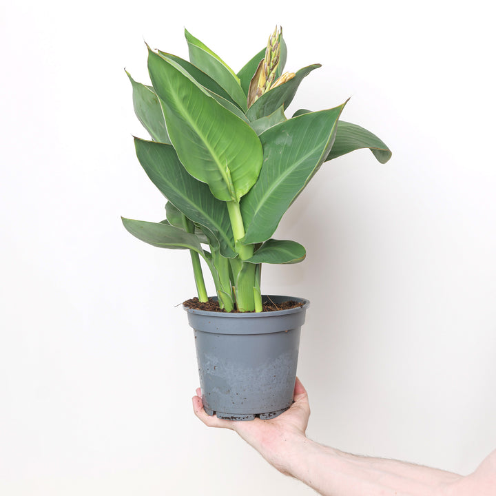 Canna 'Alaska White' 17cm / 2L Plants - Outdoor GROW TROPICALS