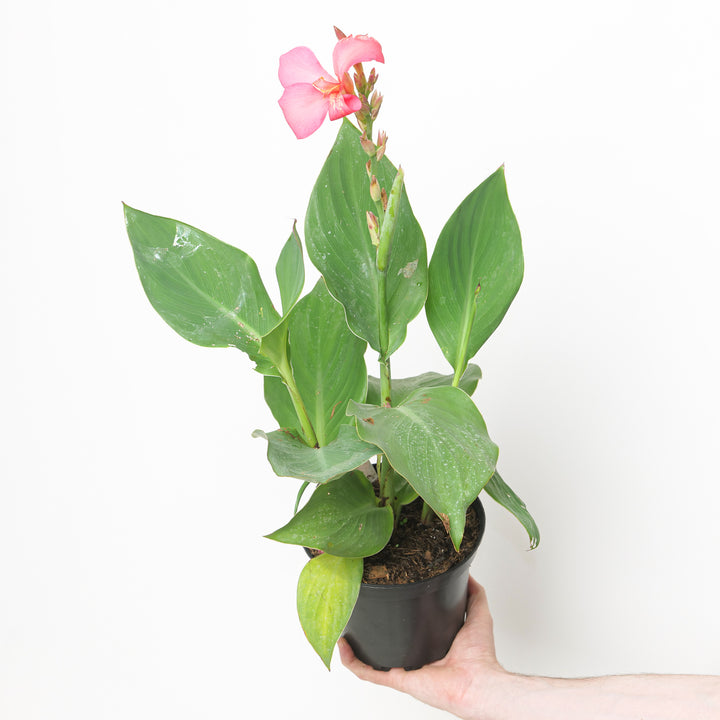 Canna indica Cannova Rose 17cm / 2L Plants - Outdoor GROW TROPICALS