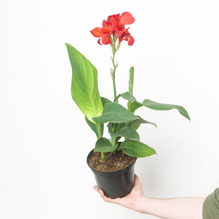Canna indica Cannova Scarlet 17cm / 2L Plants - Outdoor GROW TROPICALS