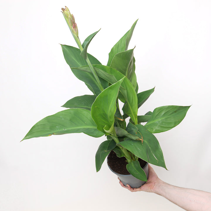 Canna 'Kreta Red' 17cm / 2L Plants - Outdoor GROW TROPICALS