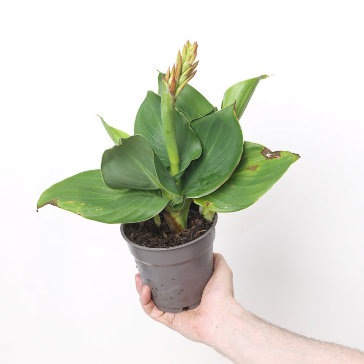 Canna 'Cannova Red Shades' 12cm / 1L Plants - Outdoor GROW TROPICALS