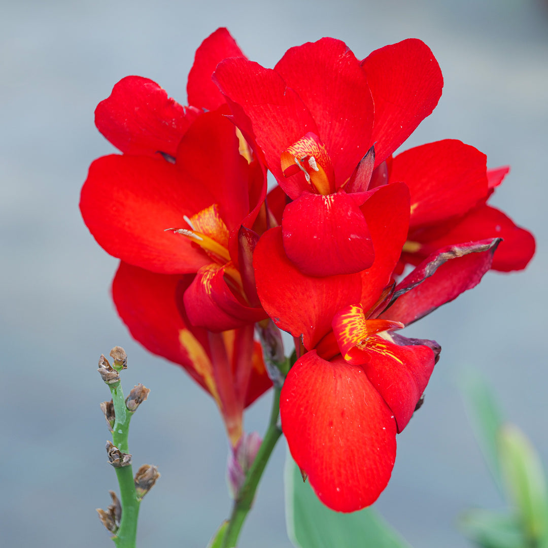 Canna indica Cannova Scarlet Plants - Outdoor GROW TROPICALS
