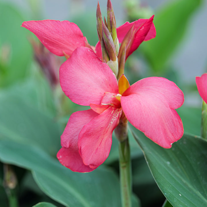 Canna indica Cannova Rose Plants - Outdoor GROW TROPICALS