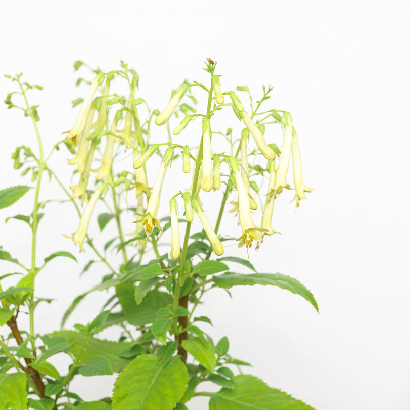 Phygelius 'Funfare Cream' (Cape Fuchsia) Plants - Outdoor GROW TROPICALS