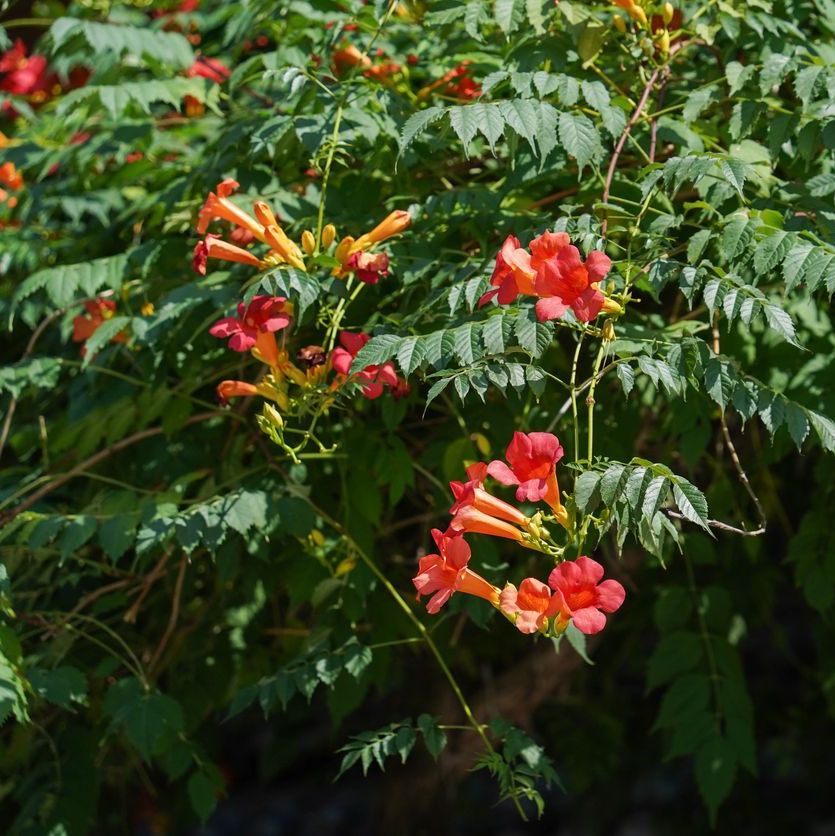 Campsis radicans Plants - Outdoor GROW TROPICALS