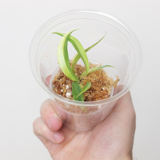 Philodendron Caramel Marble (Plantlet) Plants GrowTropicals