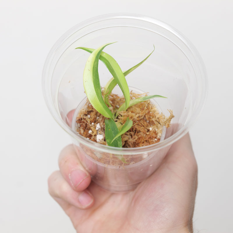 Philodendron Caramel Marble (Plantlet) Plants GrowTropicals